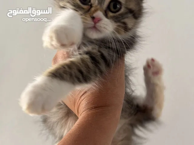 قطوة لطيفة وجميلة