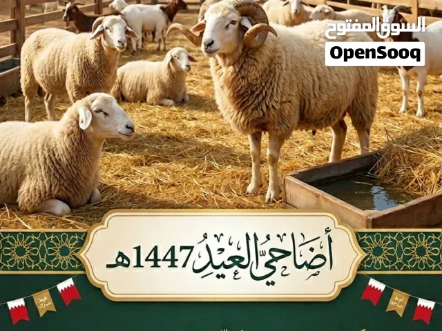 اضاحي للعيد