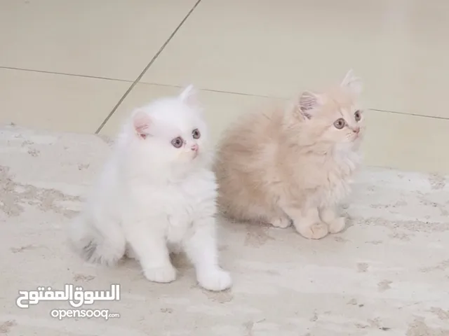 british persian kittens