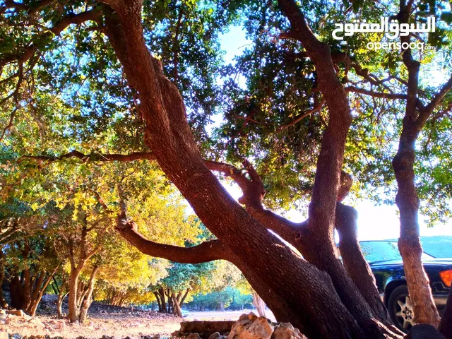 Mixed Use Land for Sale in Ajloun Other