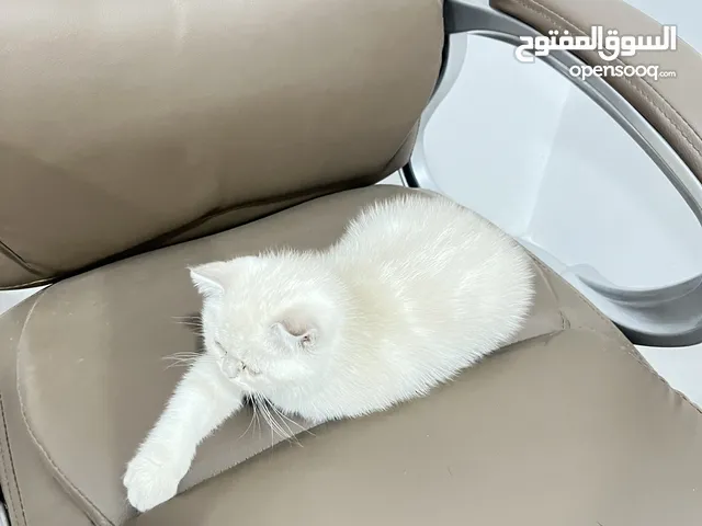 Scottish fold mixed with Persian