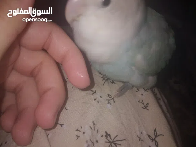 طير لافير ازرق مدرب