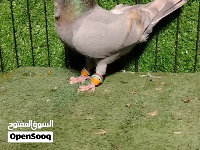 اجواز حمام زق مستوى جميل
