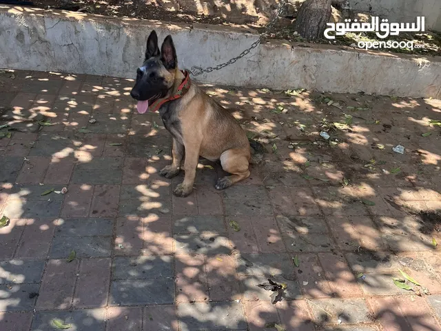 كلب بوليسي صغير للبيع