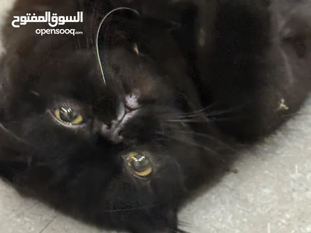 بيرشين بيكي فيس ذكر و برتش شعر طويل انثى