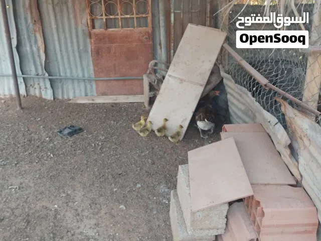 وز قناتي فروخ بصغارهم واحده تحتها اربعه وواحده خمسه وواحده سته ربي يبارك مفلسات ليهم شهر