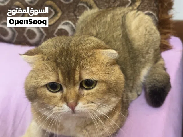 سكوتش فولد