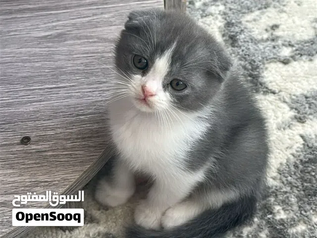 كتن انثى للبيع