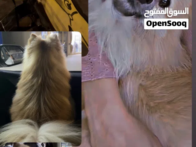 كلب للبيع لعوب وجميل