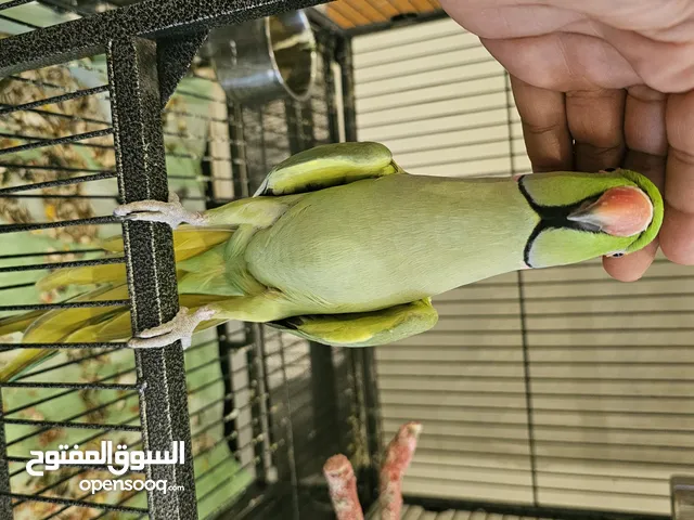 ببغاء دره أليف جدا جدا ومتحدث كثير