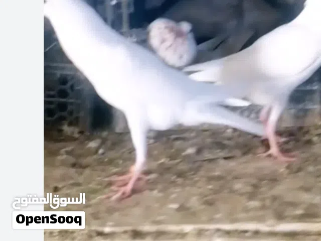 جوز مخاليف ابيض قلم في مادبا