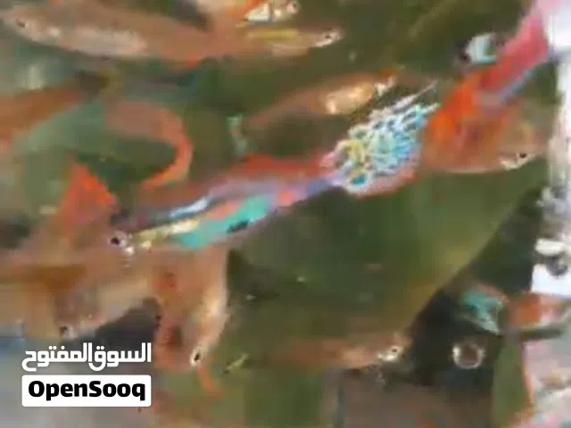 السلام عليكم توفير دفعه جديدة من سمك القوبي الطرف بدينار ونصف اقل كمية 10 طروف المكان شارع الزاوية
