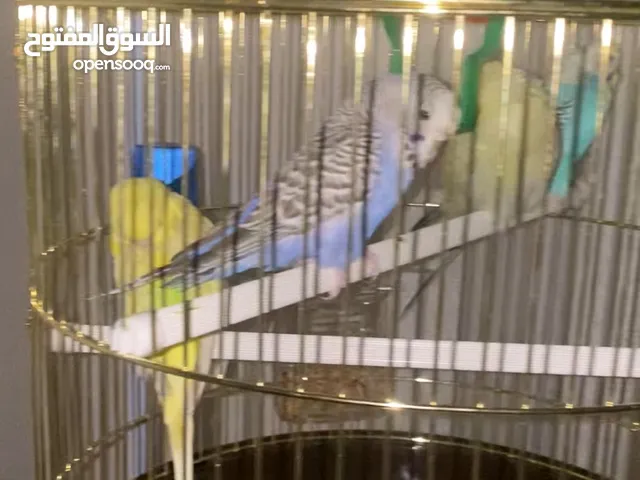 عصافير حب للبيع 4