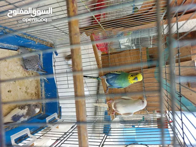 3 ازواج طيور حب شغالين مية بالمية مع افراخهم