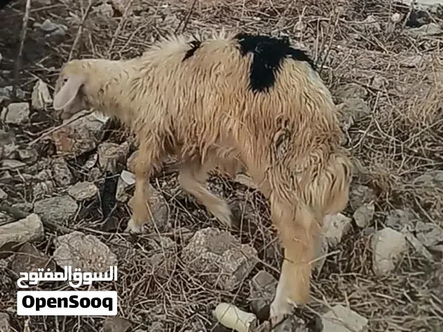خروف نجدي نخب