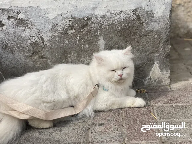 قطط شيرازية