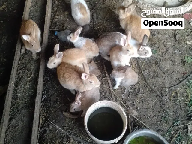 omani rabbits