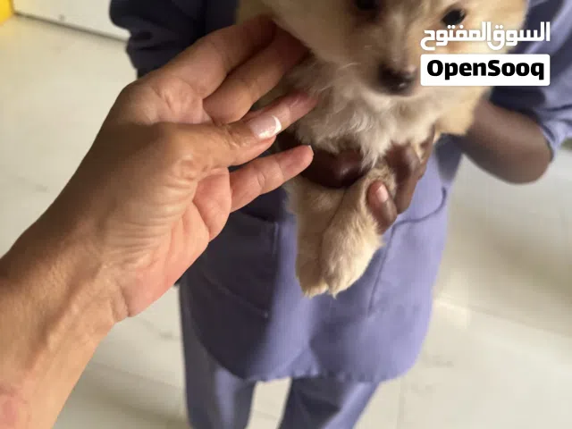 Teacup Pomeranian and Pomsky puppies male and female available