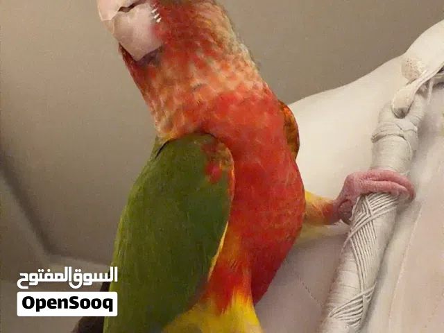 كنيور دبل رد فاكتور العمر اربع اشهر تقريبا ياكل روحه واليف جدا ولعوب ومايعض وجناحه مب مقصوص