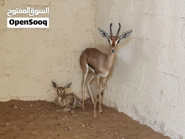 غزلان ذكر وانثى