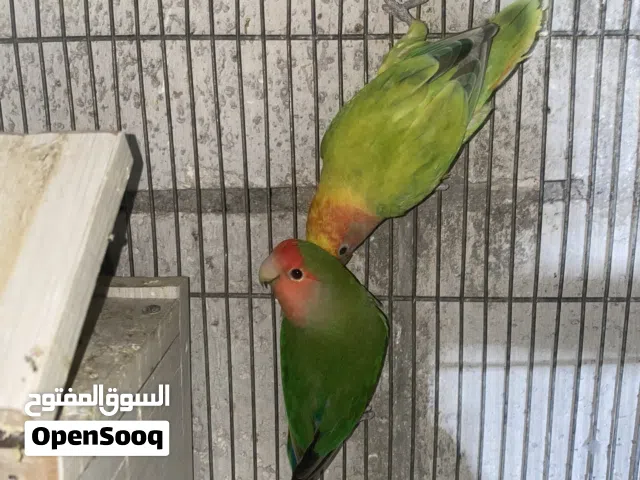 جوز روز شغال منتج