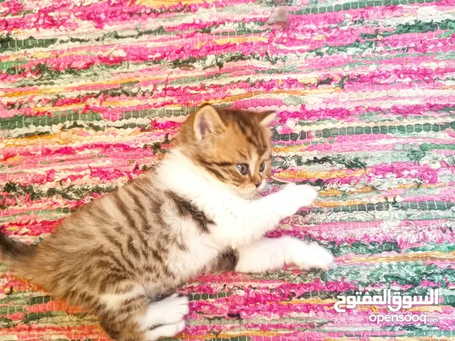 شيراز   cat male