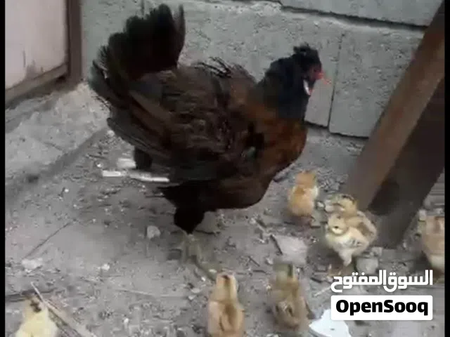 دجاجه للبيع وراها تسع فروخ دجاجه