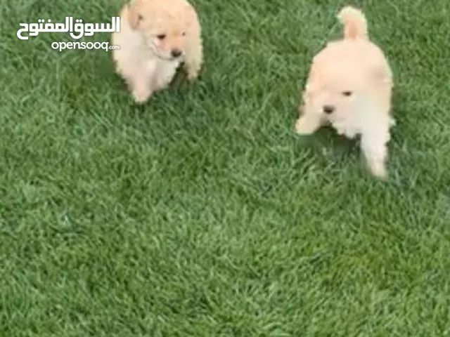 كلاب مالتيز