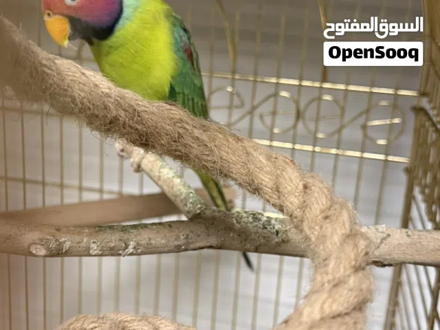 Plum head parakeet