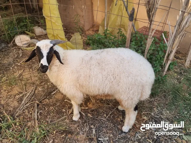 خروف ربي يبارك سعر كزيوني