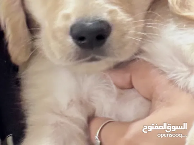 Golden retriever American