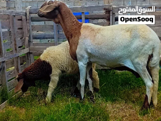 #نعجة_خرطومية سنها أول جمع تحتها خروف خالية من العيوب.