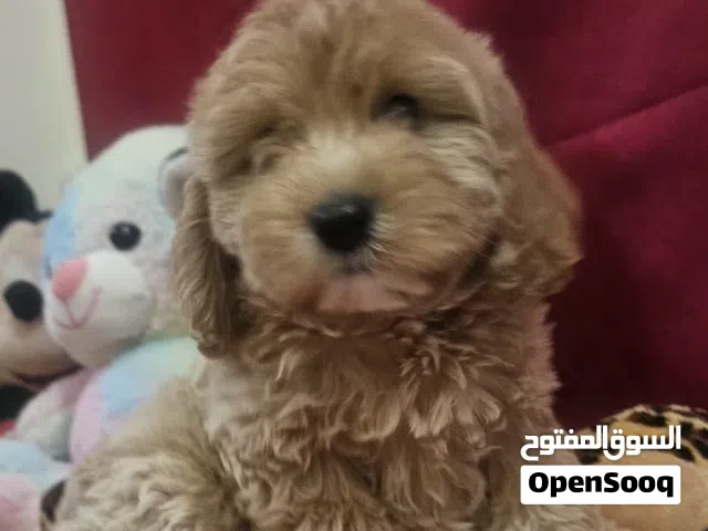 Cockapoo puppy