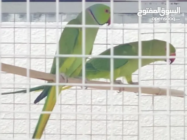 للمبادله مع ازواج روز