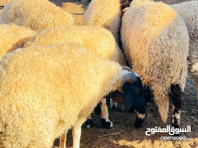 آلَسِلَآمً عٌلَيَکْمً وٌرحًمًةّ وٌبًرکْآتٌهّ