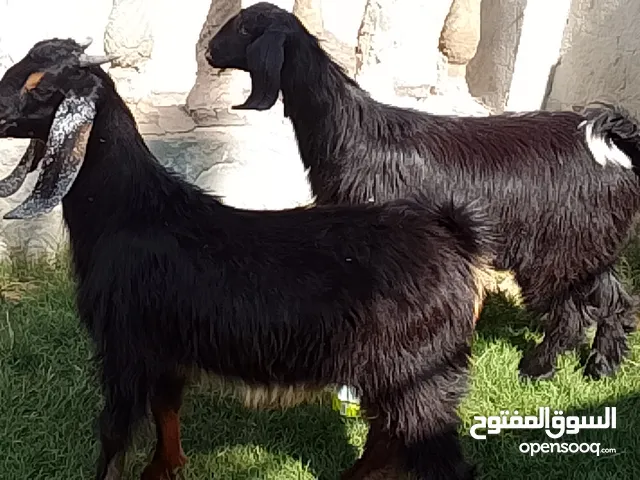 جدي وعناق ميزان ومسلان ربي يبارك