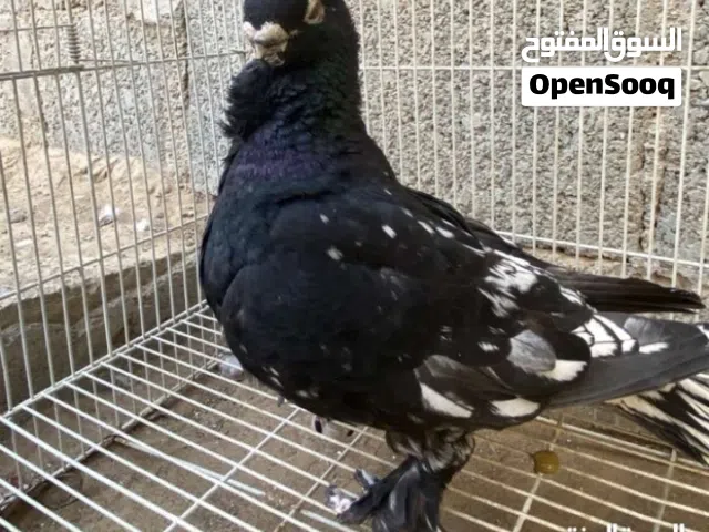 ابحث عن حمام زينه للبيع أقرأ الوصف مهم جدا