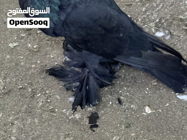 حمام نفاخ للبيع