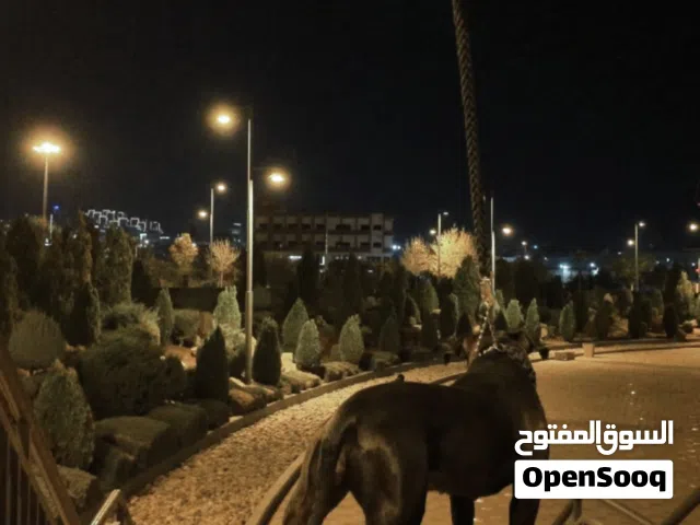 American Pit Bull Terrier ( APBT )