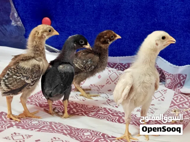 aseel chicks    فروخ فايتر
