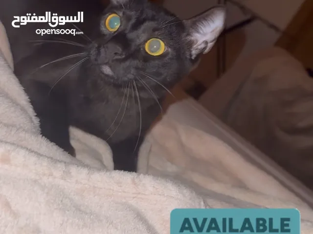 Open for adoption , male cat 2 years