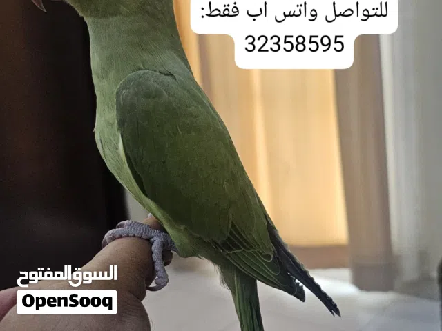 متوة درة مطوقة اليف للبيع 45 دينار