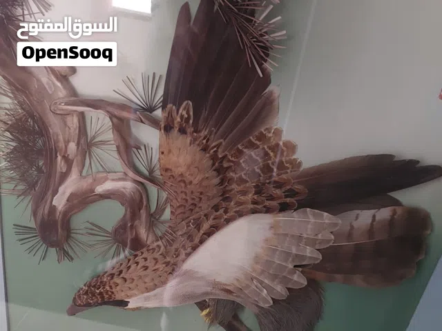 home decor wall frame with original eagle  bird.