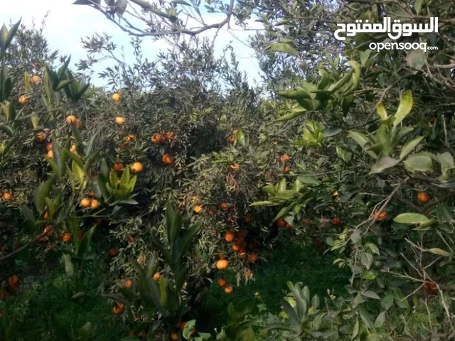 100 m2 3 Bedrooms Apartments for Rent in Ajloun Downtown
