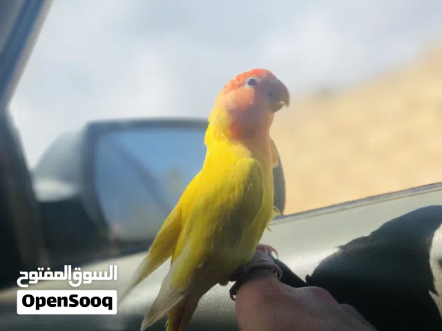 انثي روز عين حمراء مروضه داخل وخارج