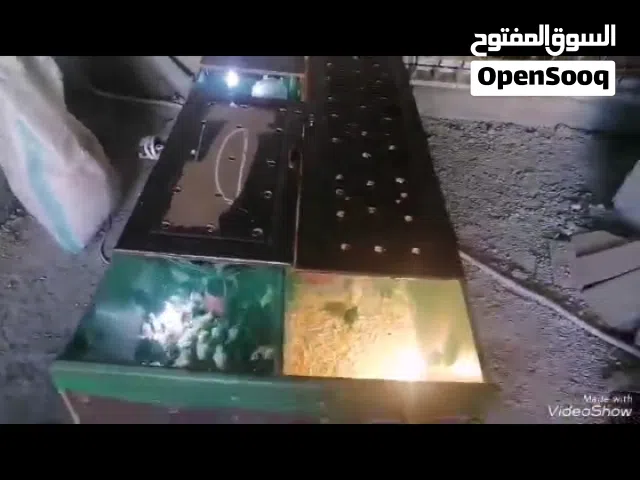 صوص بلدي للبيع