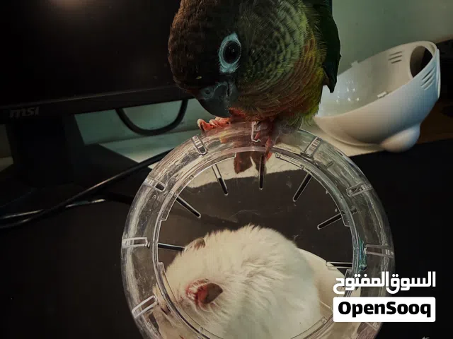 هامستر سوري