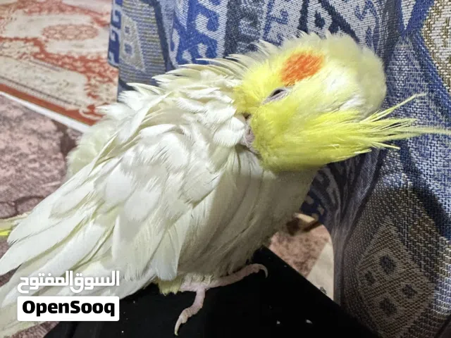 كوكتيل اليف مراوس ابلبل اليف