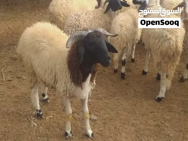 اضاحي للبيع من 25 الى 35