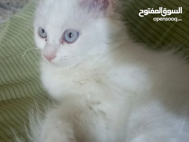 قطة انثى صغيرة